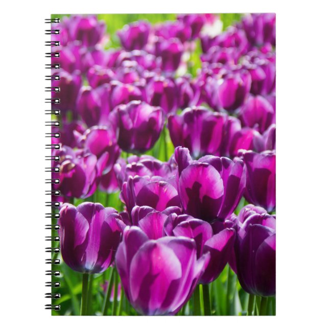 Caderno Espiral Grande campo de tulipas roxas    (Frente)