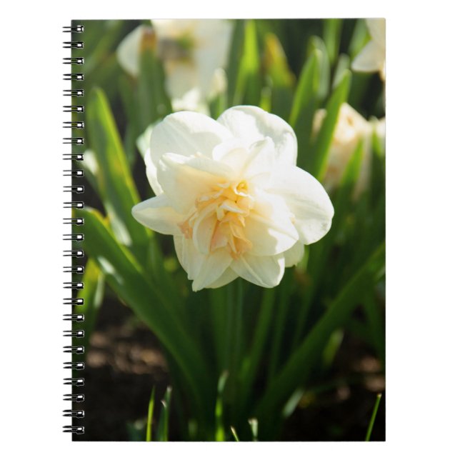 Caderno Espiral Grandes narcisos brancos em um dia de primavera   (Frente)