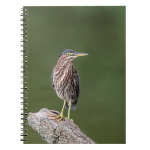 Caderno Espiral Green Heron em um registro