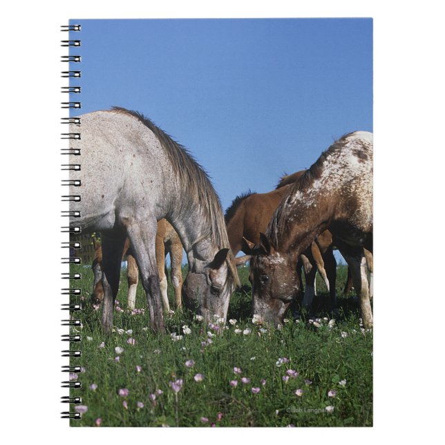 Caderno Espiral Grupo de cavalos do Appaloosa que pastam (Frente)