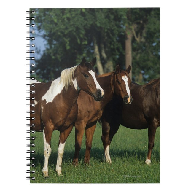 Caderno Espiral Grupo de estar dos cavalos da pintura (Frente)