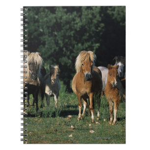 Caderno Espiral Grupo de potros diminutos