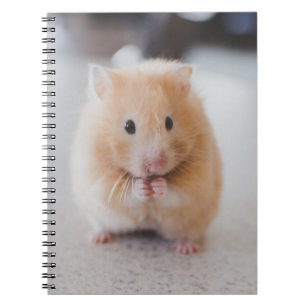 Caderno Espiral Hamster bonito