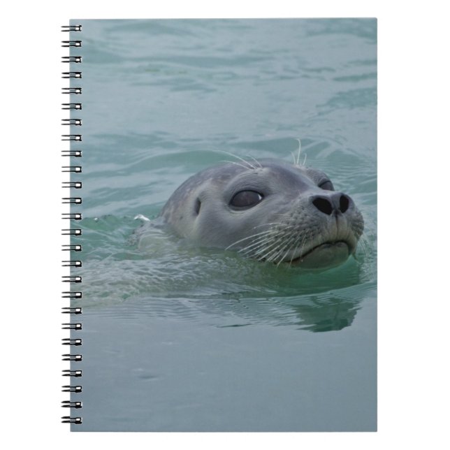 Caderno Espiral Harbor Seal nadando no lago glacial de Jokulsarlon (Frente)