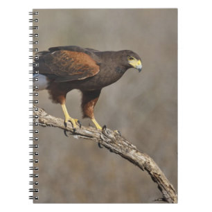 Caderno Espiral Harris's Hawk perched raptor