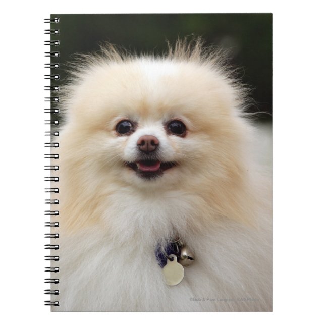 Caderno Espiral Headshot 1 de Pomeranian (Frente)