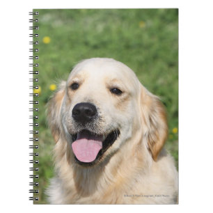 Caderno Espiral Headshot 1 do golden retriever