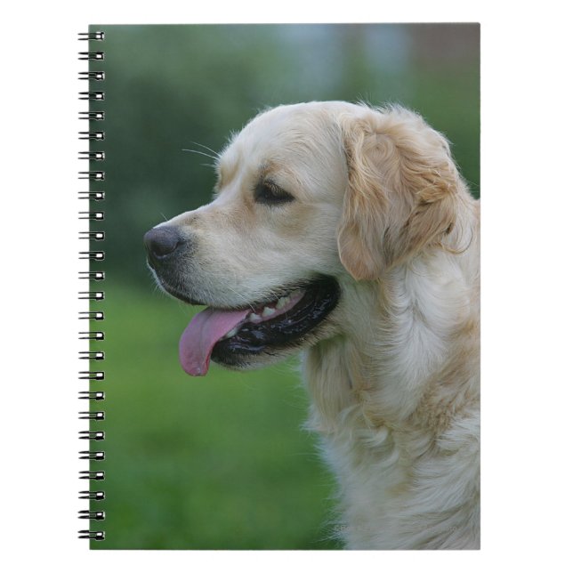 Caderno Espiral Headshot 2 2 do golden retriever (Frente)
