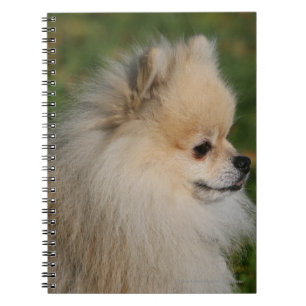 Caderno Espiral Headshot 2 de Pomeranian