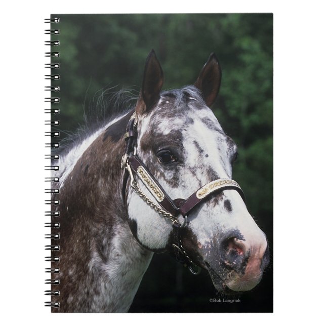 Caderno Espiral Headshot 2 do cavalo do Appaloosa (Frente)