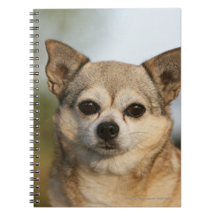 Caderno Espiral Headshot da chihuahua