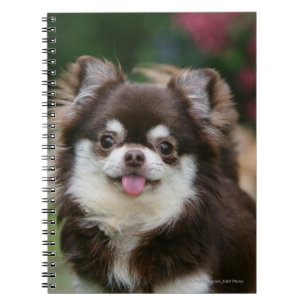 Caderno Espiral Headshot de cabelos compridos 1 da chihuahua