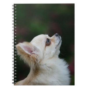 Caderno Espiral Headshot de cabelos compridos 2 da chihuahua
