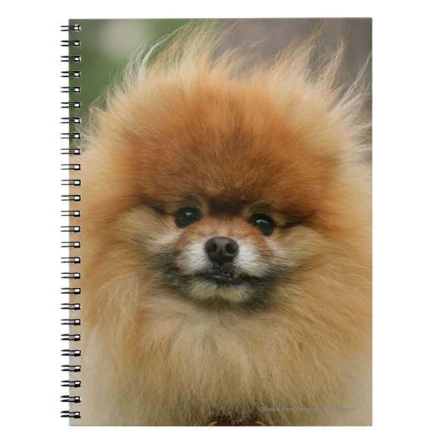 Caderno Espiral Headshot de Pomeranian que olha a câmera (Frente)