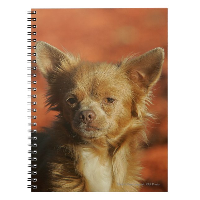 Caderno Espiral Headshot do filhote de cachorro da chihuahua (Frente)