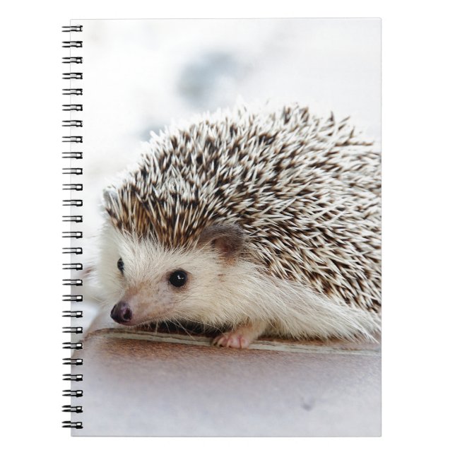 Caderno Espiral Hedgehog (Frente)