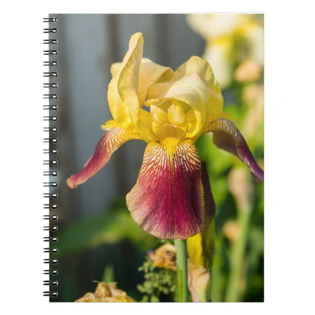 Caderno Espiral Heirloom Iris (Frente)