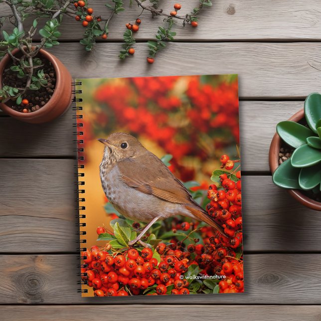 Caderno Espiral Hermit Thrush Songbird no Scarlet Firethorn (Hermit Thrush on the Scarlet Firethorn Journal Cover Photo)