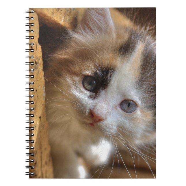 Caderno Espiral Heterochromia Calico Kitten (Frente)