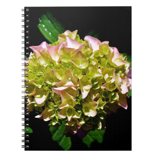 Caderno Espiral Hídranga floral verde-rosa-esverdeado Elegante (Frente)