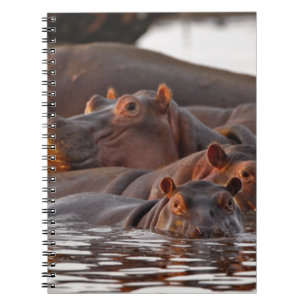 Caderno Espiral Hipopótamo, Hippopotamus amphibius, Lago