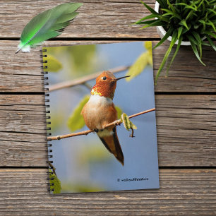 Caderno Espiral Homem Rufo Hummingbird no Sol de Verão