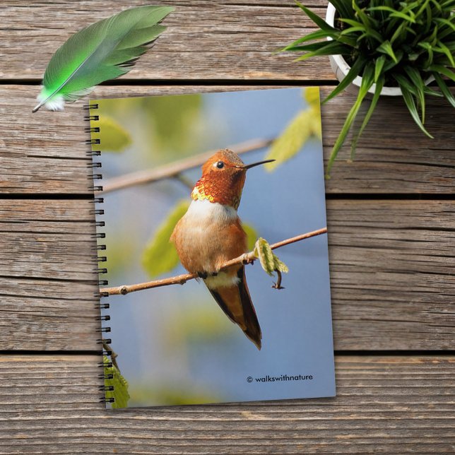 Caderno Espiral Homem Rufo Hummingbird no Sol de Verão (Rufous Hummingbird in the Summer Sun Journal Cover Photo)