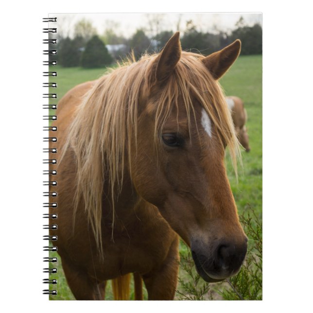Caderno Espiral Horse Hello (Frente)