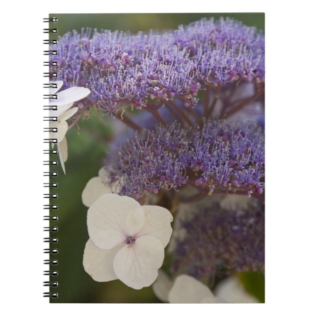 Caderno Espiral Hortênsia em flor, Jardim Chinês Dr. Sun Yat-Sen (Frente)