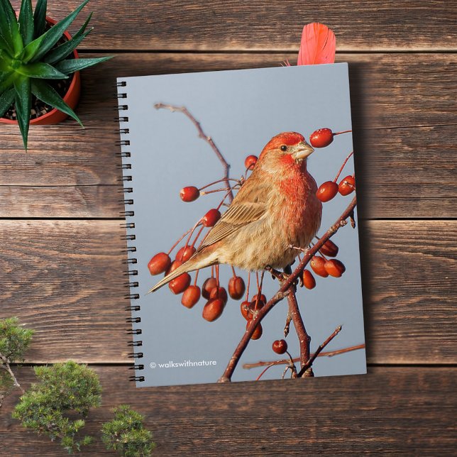 Caderno Espiral House Finch com as Berries Hawthorn (House Finch with Hawthorn Berries Journal Cover Photo)