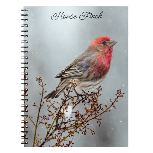Caderno Espiral House Finch in Snow - Foto original (Frente)