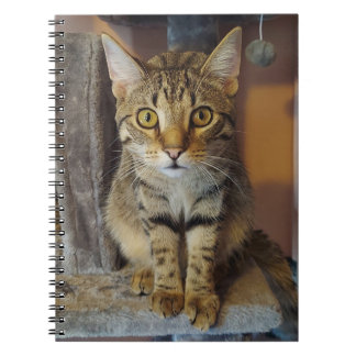 Caderno Espiral House Tiger