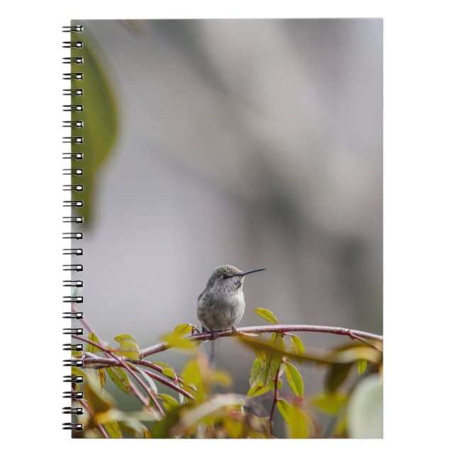 Caderno Espiral Hummingbird 3346 (Frente)