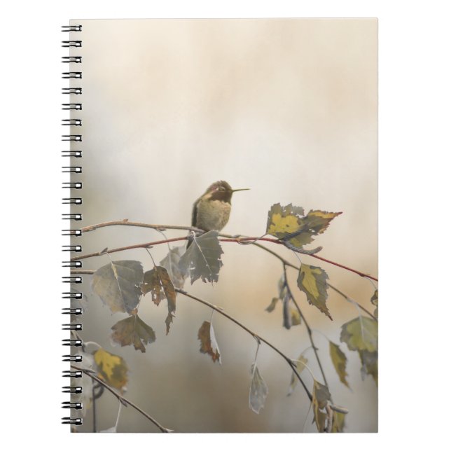 Caderno Espiral Hummingbird 5265 (Frente)