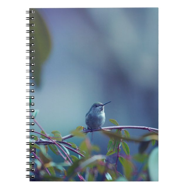 Caderno Espiral Hummingbird 5738 (Frente)