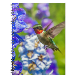 Caderno Espiral Hummingbird And Delphinium
