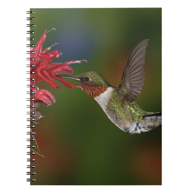 Caderno Espiral Hummingbird com garganta-seca masculina (Frente)