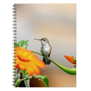 Caderno Espiral Hummingbird numa floração