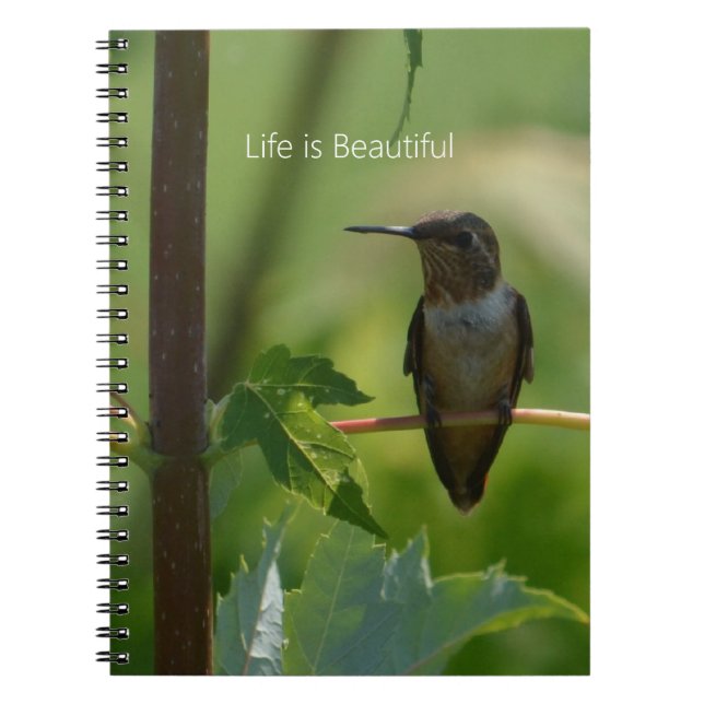 Caderno Espiral Hummingbird on Branch (my photography) (Frente)