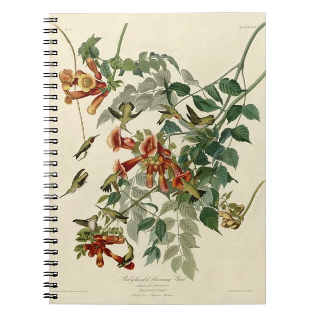 Caderno Espiral Hummingbird Ruby Throbon Audubon (Frente)
