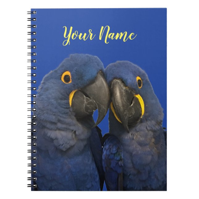 Caderno Espiral Hyacinth Macaw Parrot Bird Rare Blue (Frente)