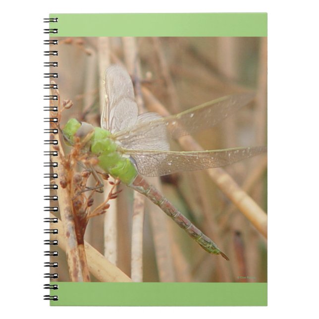 Caderno Espiral I1 Dragonfly Verde (Frente)