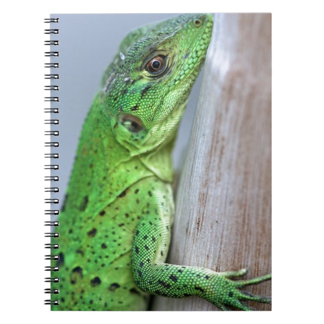 Caderno Espiral iguana verde-bebê (Frente)
