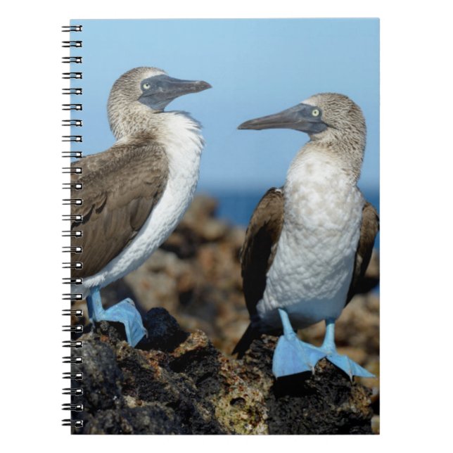 Caderno Espiral Ilhas Galápagos, Ilha Isabela (Frente)