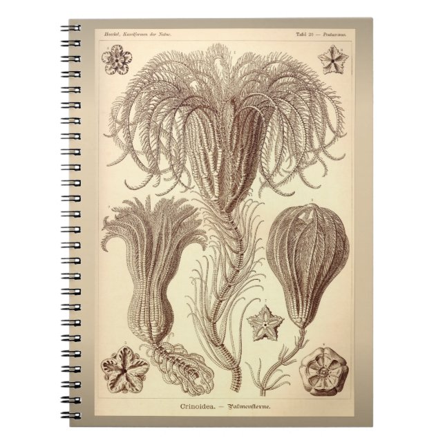 Caderno Espiral Ilustração Antiga de Crinóide por Ernst Haeckel (Frente)