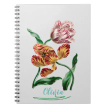 Ilustração Botânica de Tulipa Vintage