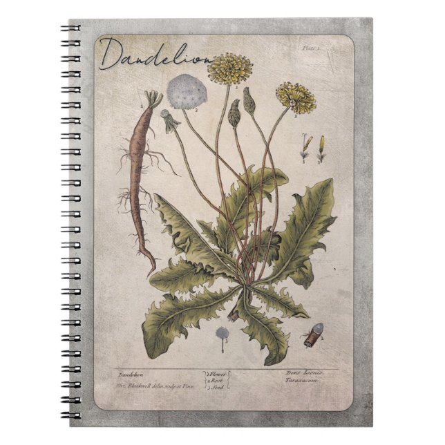Caderno Espiral Ilustração Botânica Vintage Dandelion (Frente)