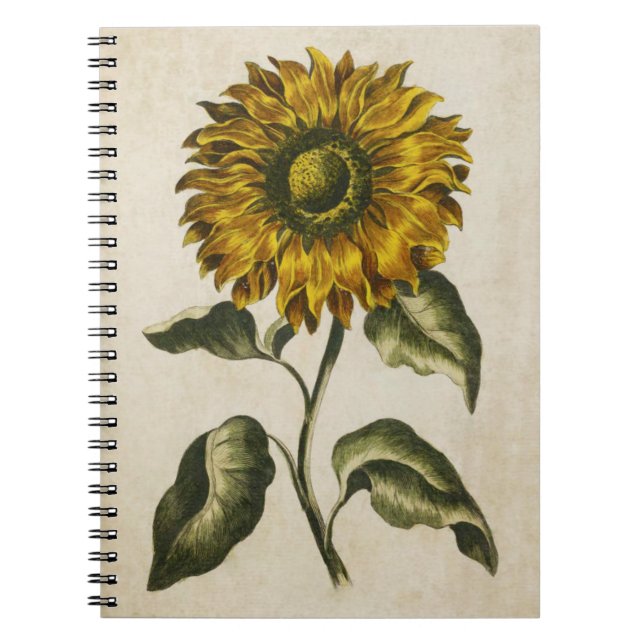 Caderno Espiral Ilustração Botânica Vintage Floral Sunflower (Frente)