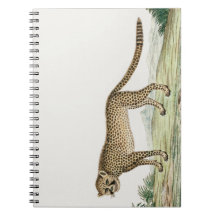 Ilustração de Chita Africano