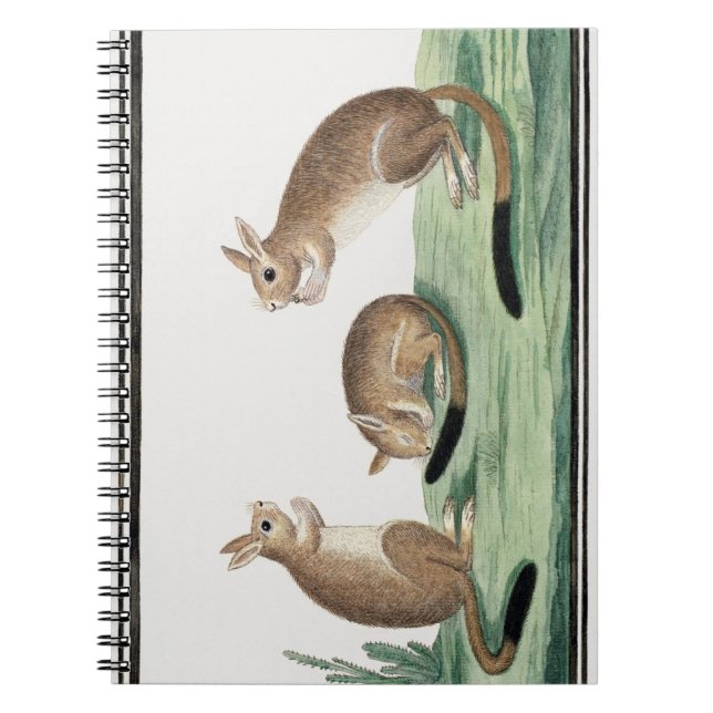 Caderno Espiral Ilustração de Coelhos Bonitos | (Frente)
